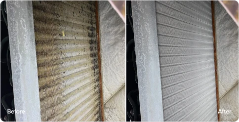 Before and after mold elimination test result