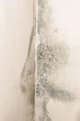 Grey-green mold spreading across the corner of a white interior wall.