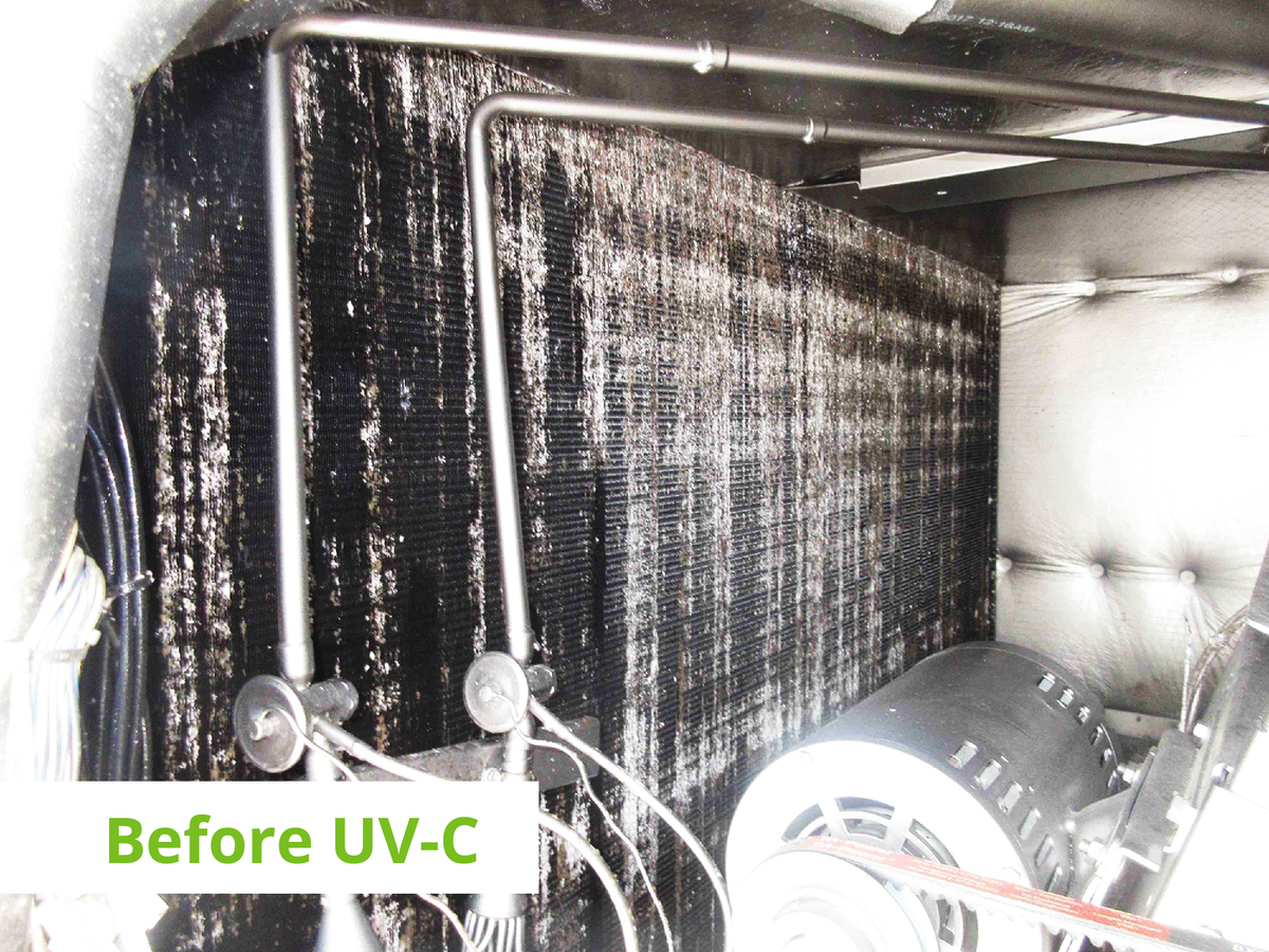 Commercial air handler coil before UV-C — coated in black mold