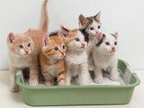 Pet Odor Removal – Treatment